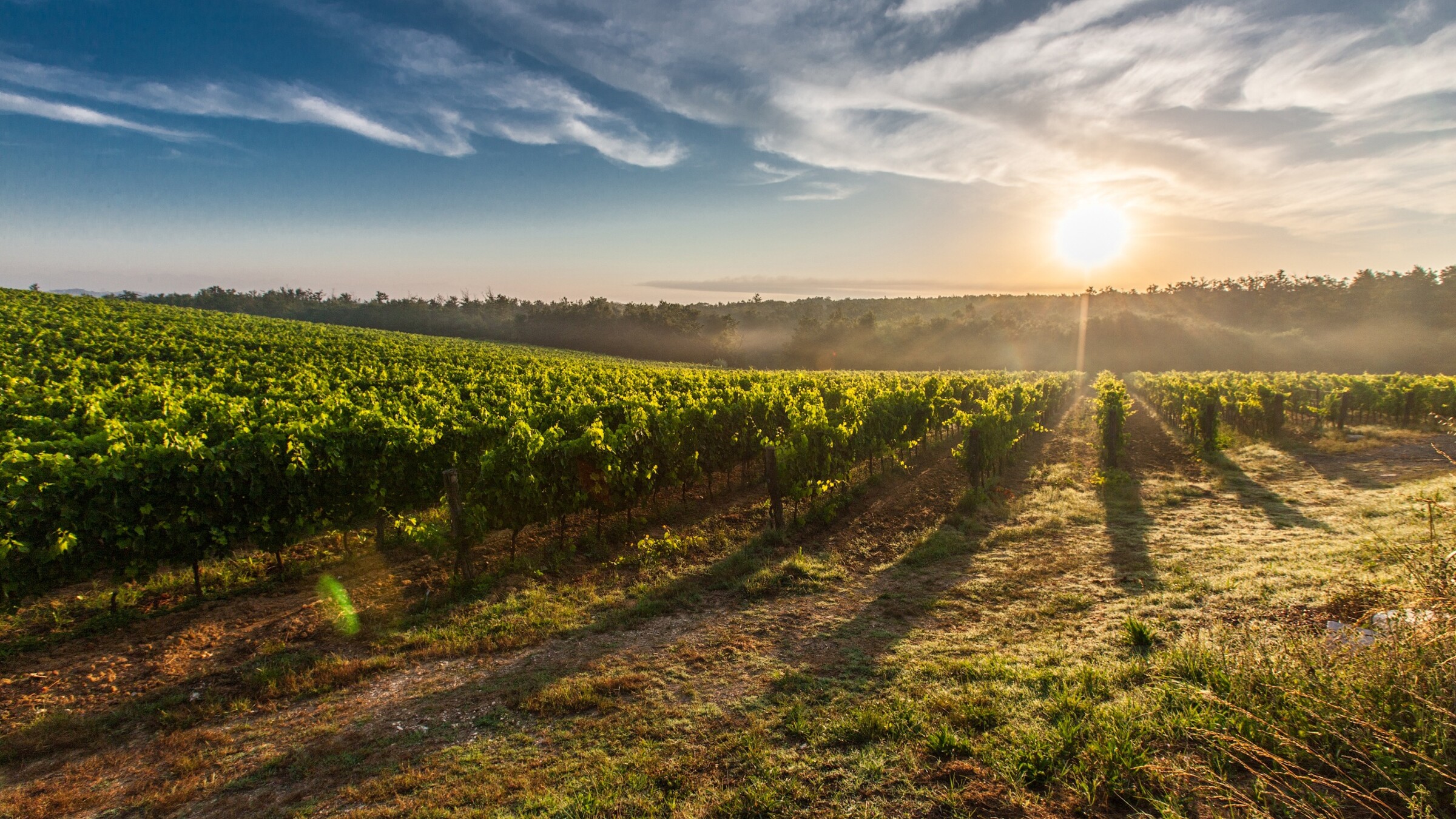 Vigne de l'Hérault