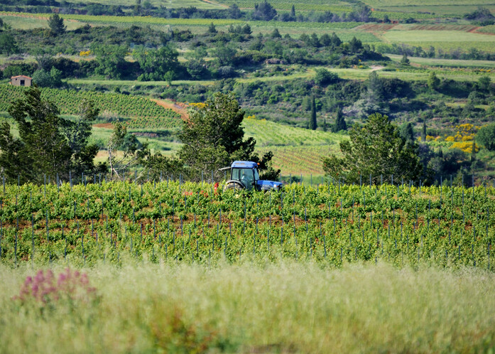 Vignoble