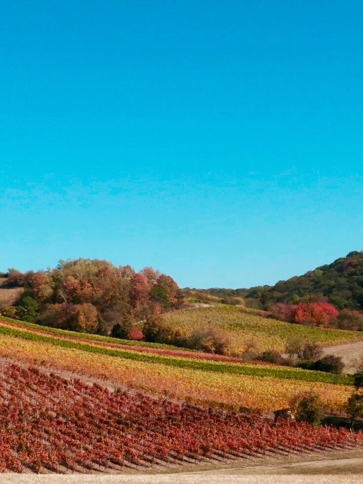Terrasses des Corbières