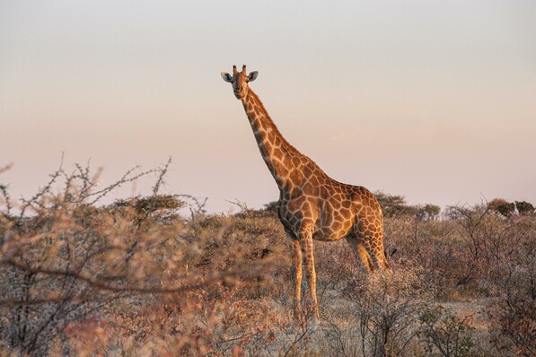 Girafe